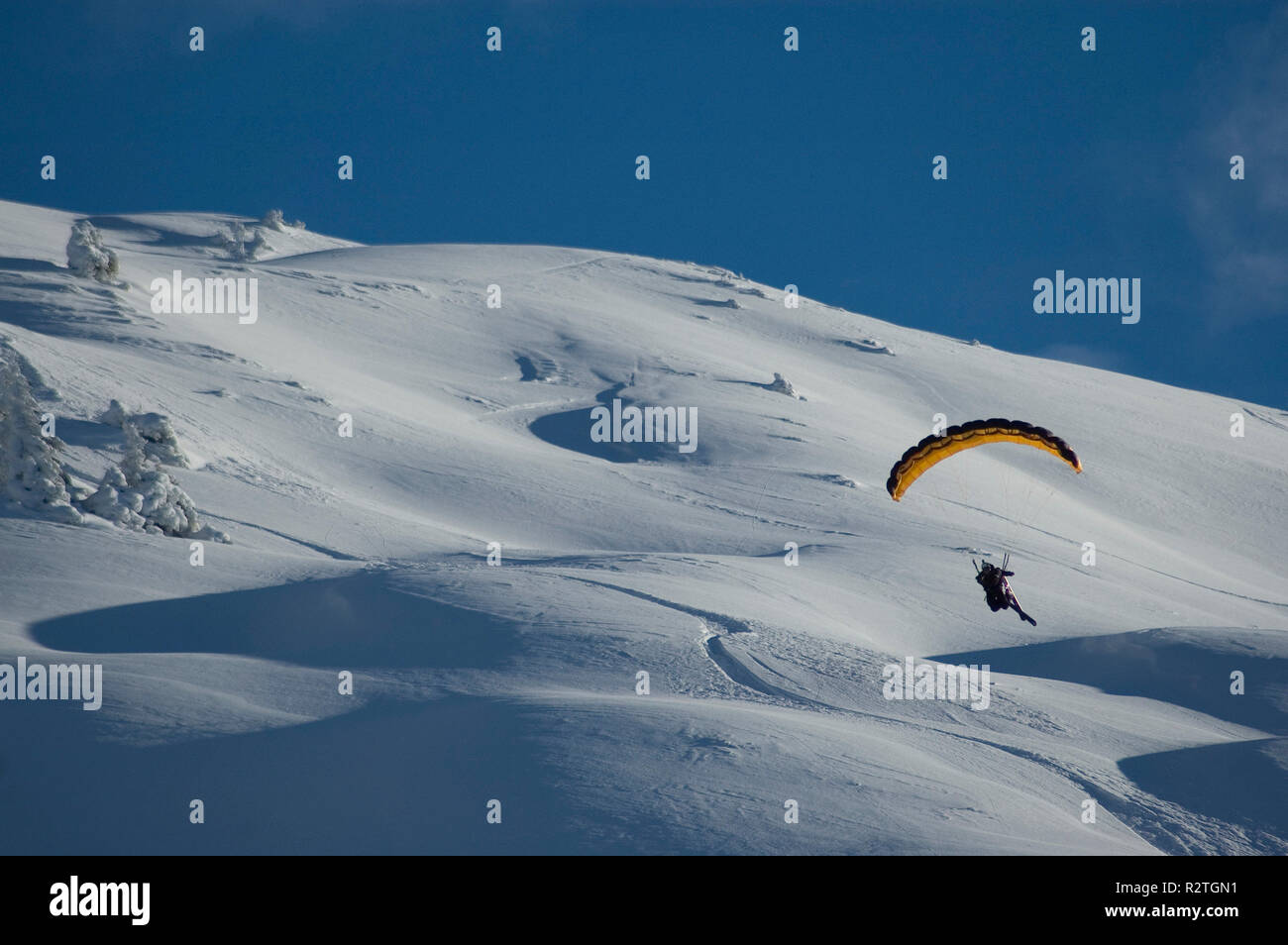 Snowfly Stockfoto