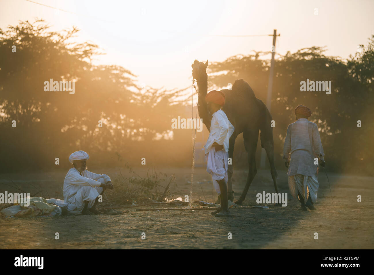 Pushkar Camel Fair in Rajasthan, Indien ist einer der größten Tier Messen in der Welt Stockfoto