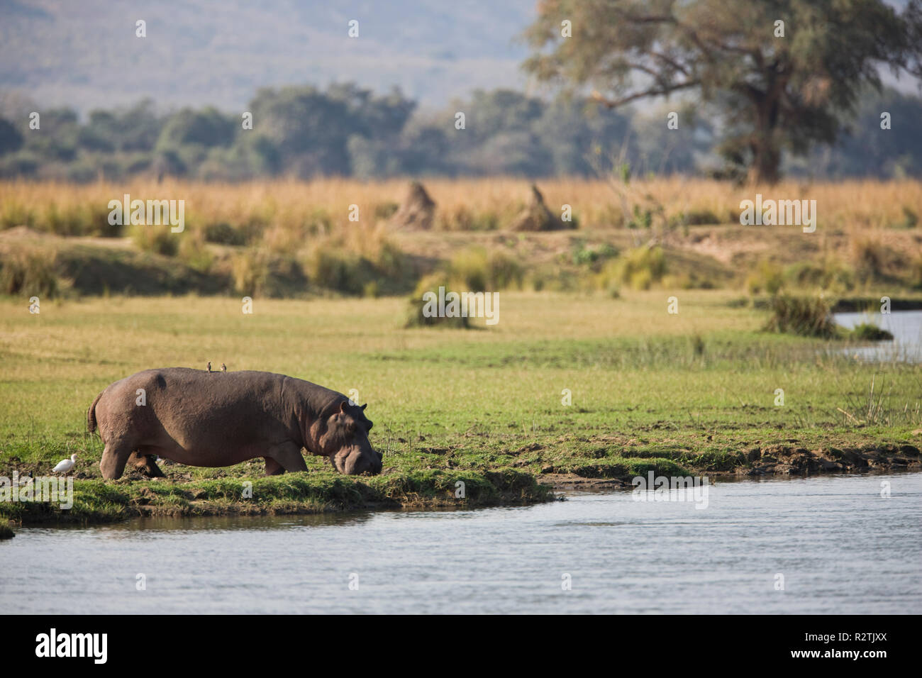Hippopotamus stand neben einem Fluss in der Highveld. Stockfoto