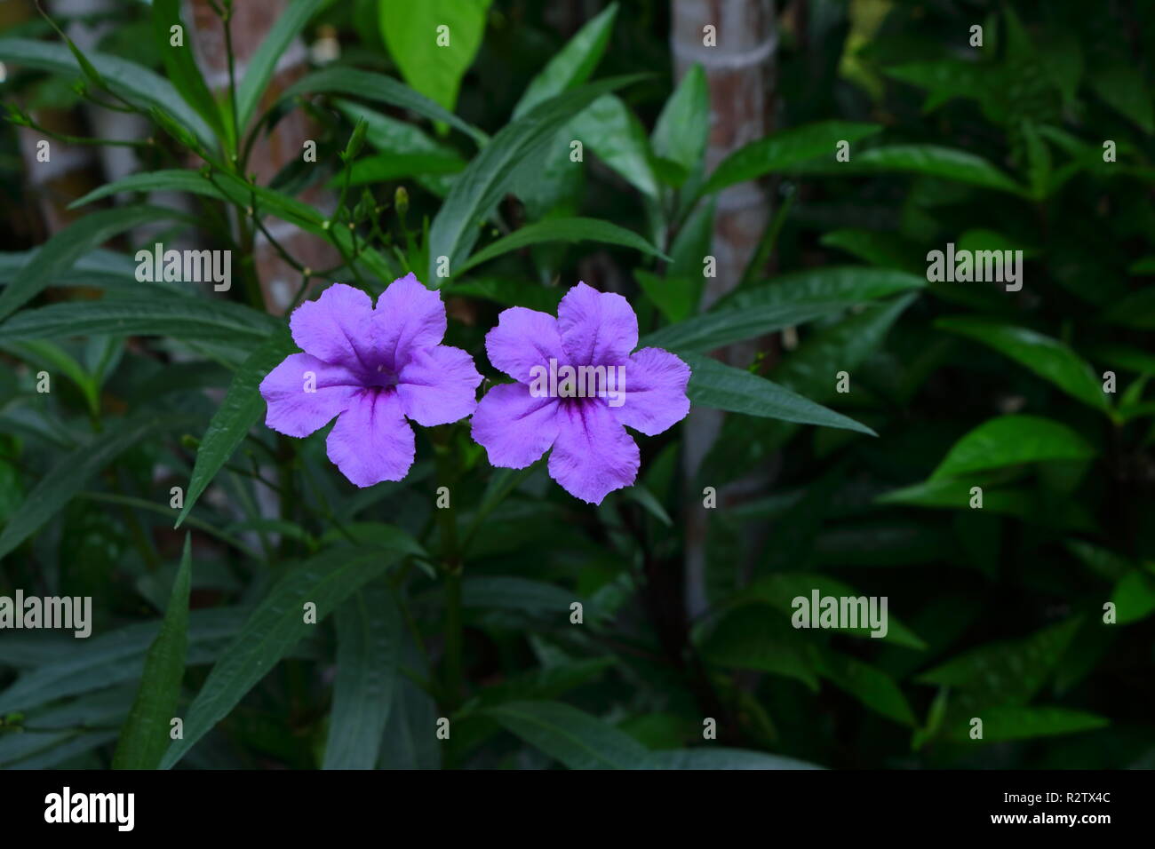 Doppelzimmer blühende Pandanus Blumen im Garten Stockfoto
