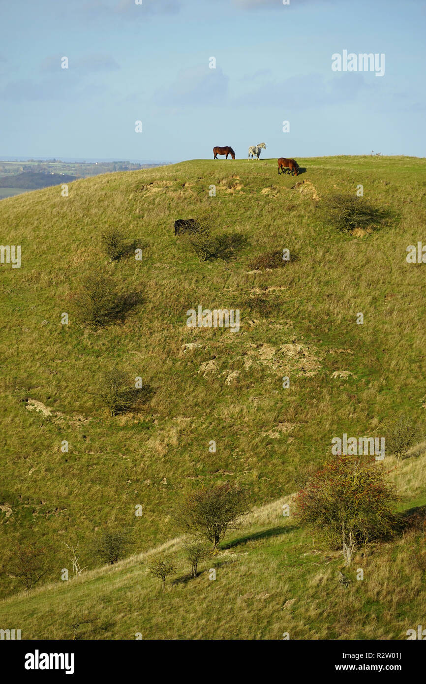 Ein Blick auf die Barton Hills Nature Reserve in Bedfordshire Stockfoto