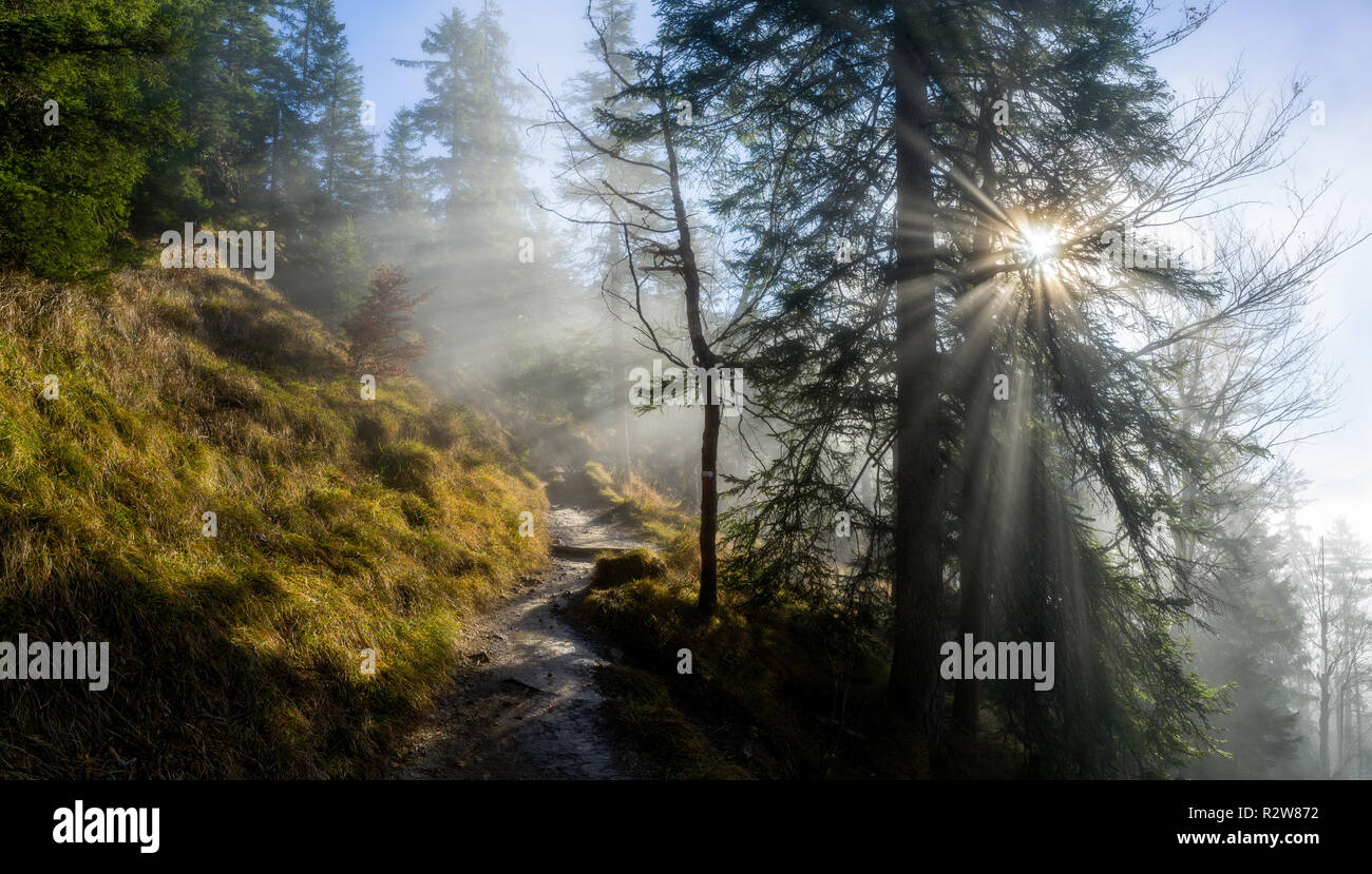 Schöne Sonnenstrahlen in misty Holz leuchtend-nebligen Herbst Sonnenaufgang Stockfoto