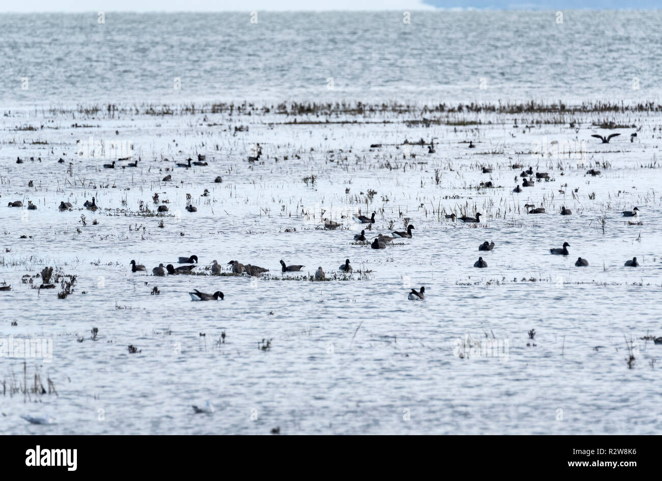 Herde schwimmen Ringelgänse (Branta bernicla) Stockfoto