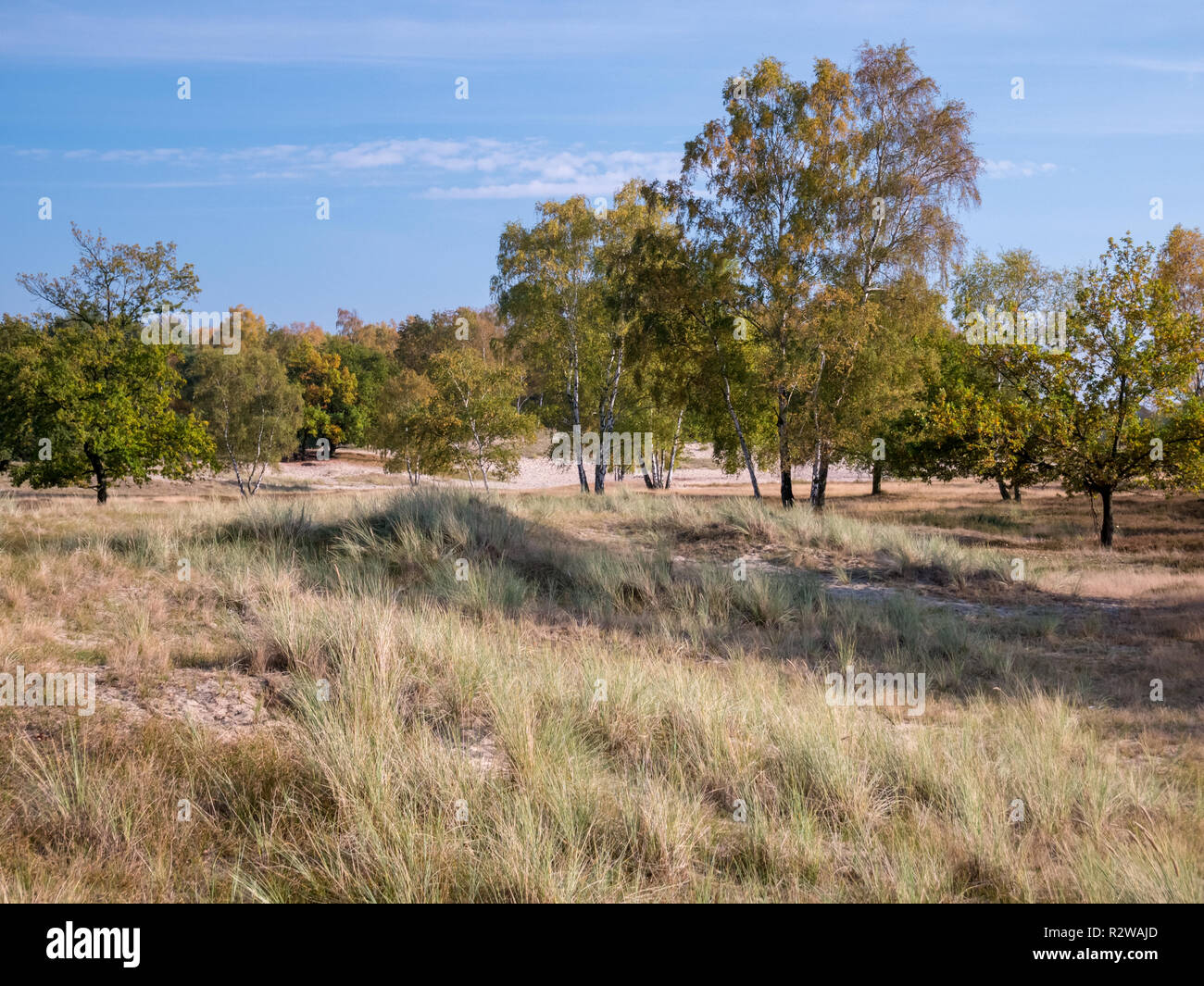 Heide und Dünen im Naturschutzgebiet Boberger Niederung in Hamburg, Deutschland. Stockfoto