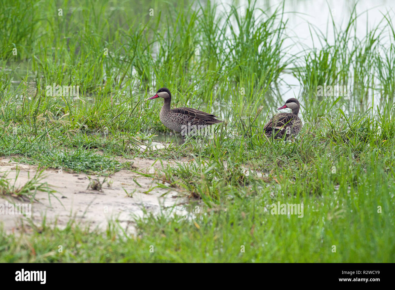 Red-billed Teal, oder Red-billed Pintail (Anas erythrorhyncha). Okavango Delta, Botswana. Afrika. Stockfoto