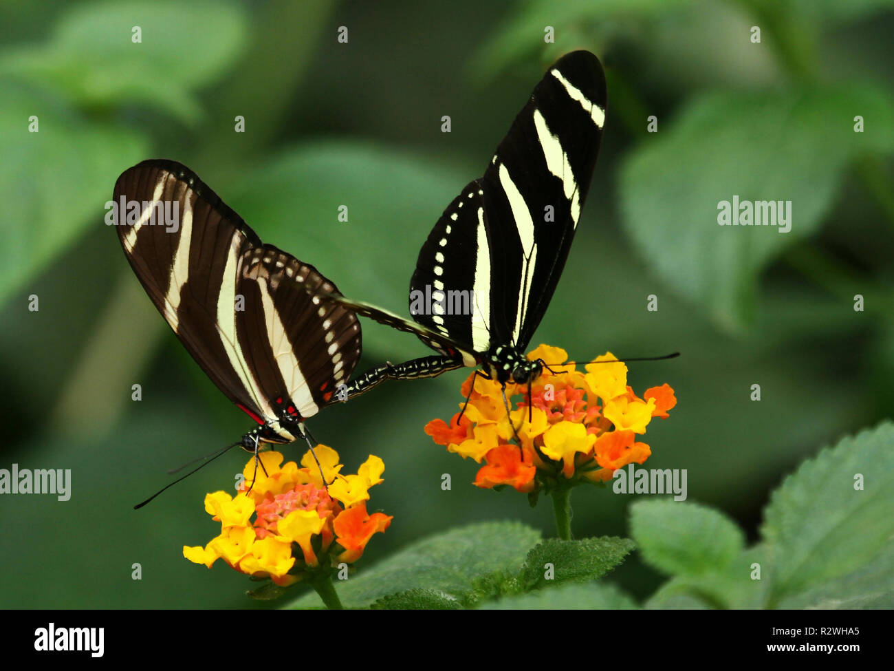 Zebra-falter Stockfoto