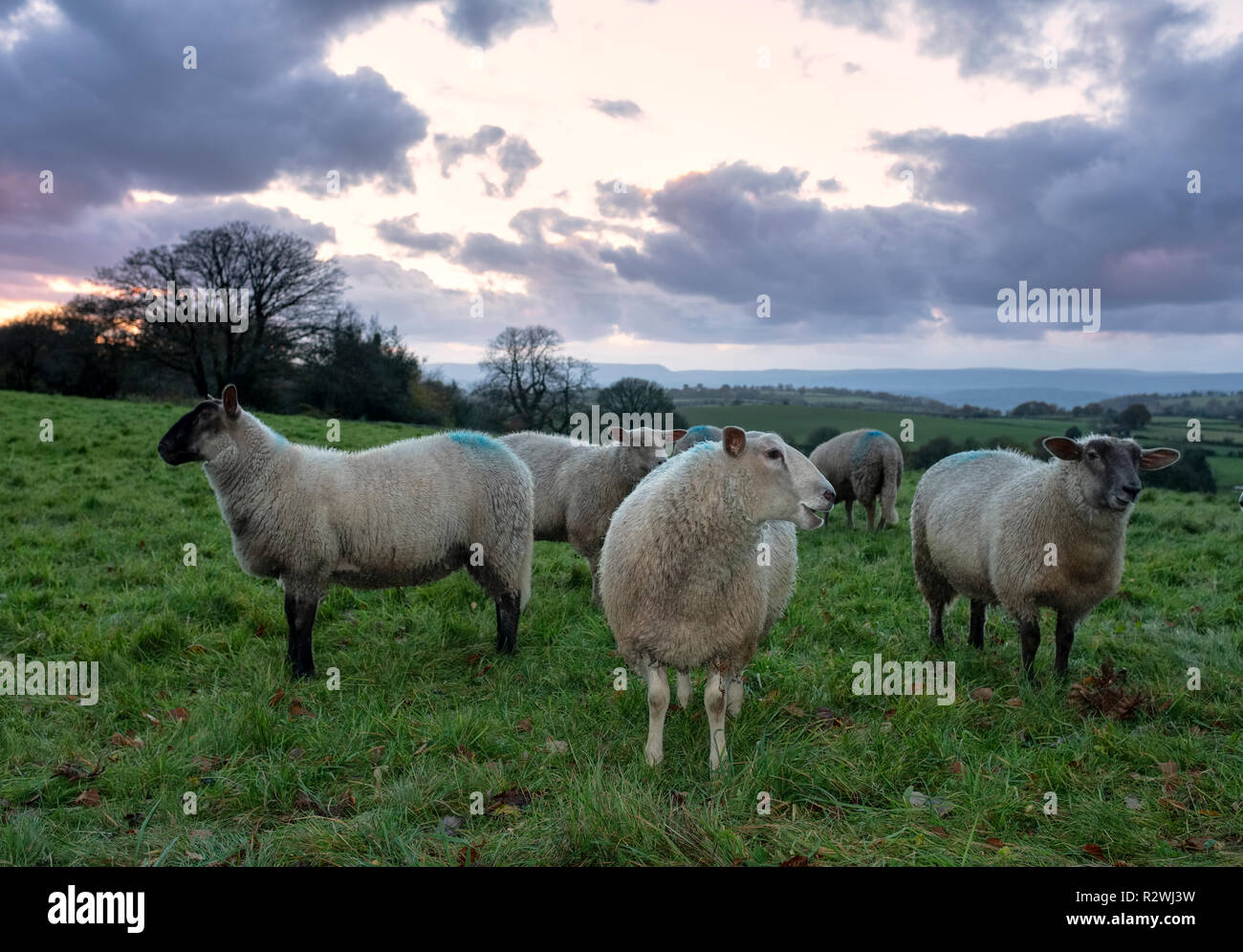 Gras gefüttert Schafe in einem Feld in Monmouthshire, South Wales. Stockfoto