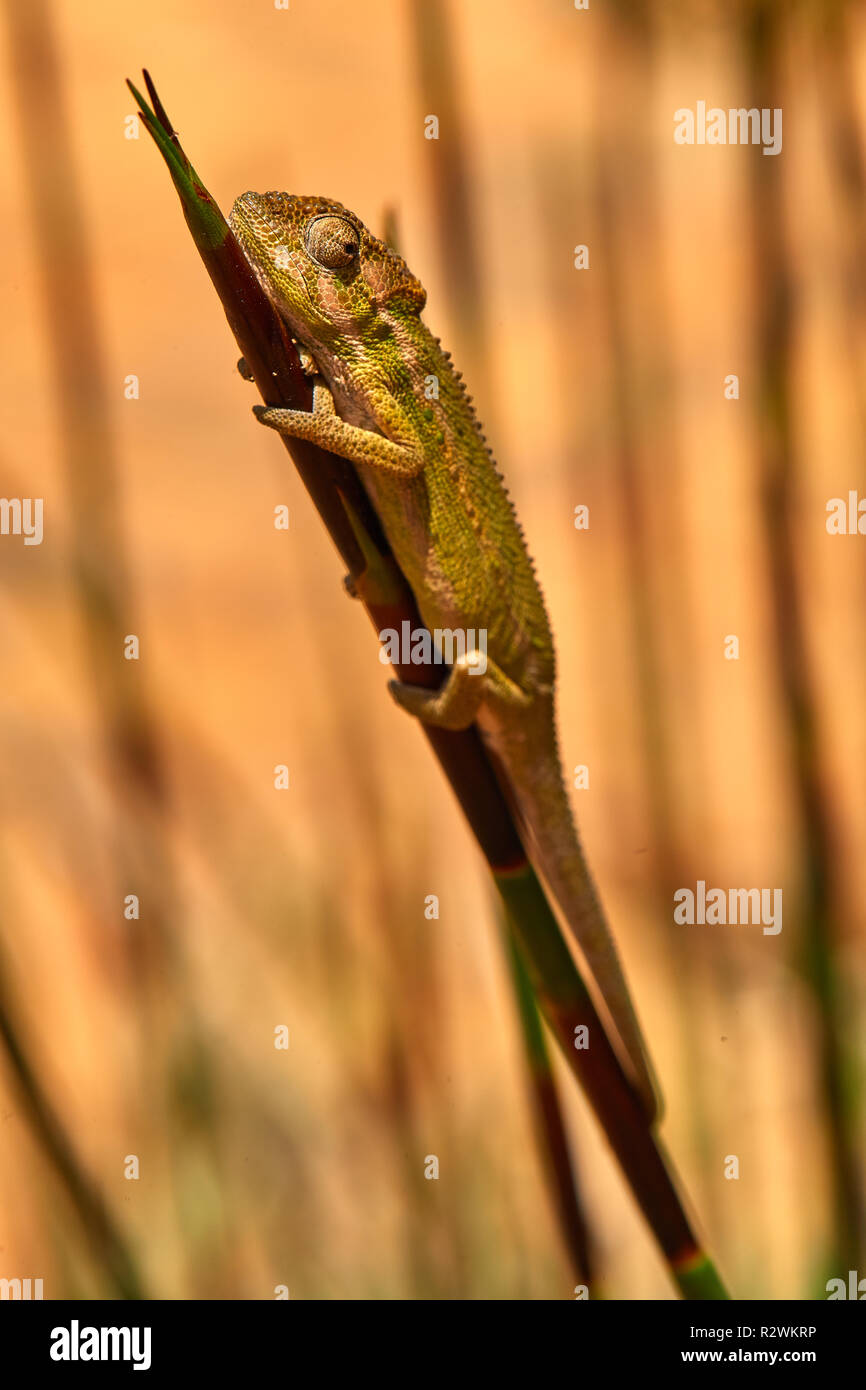 Kap Dwarf Chameleon in Lavendel Stockfoto