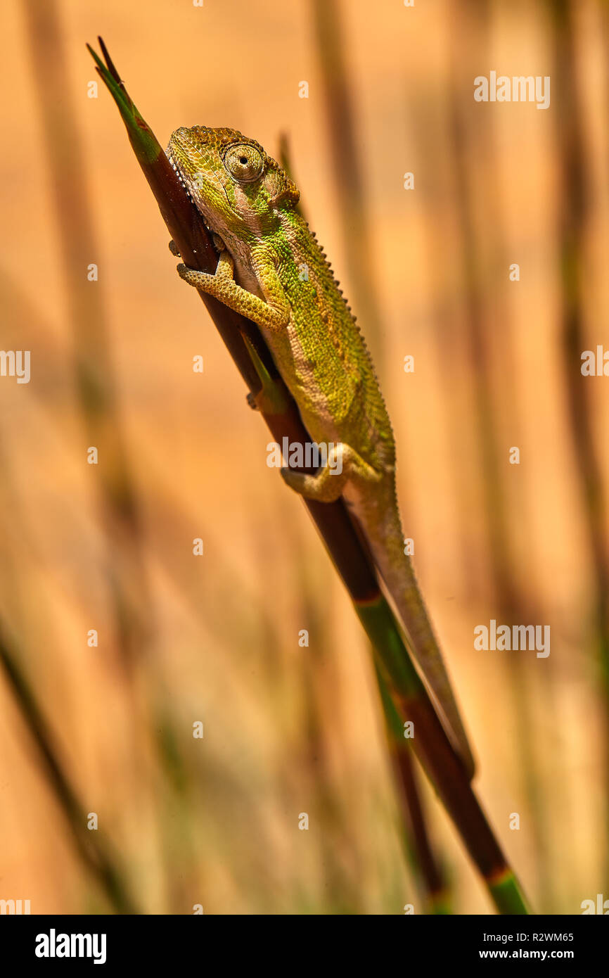 Kap Dwarf Chameleon in Lavendel Stockfoto