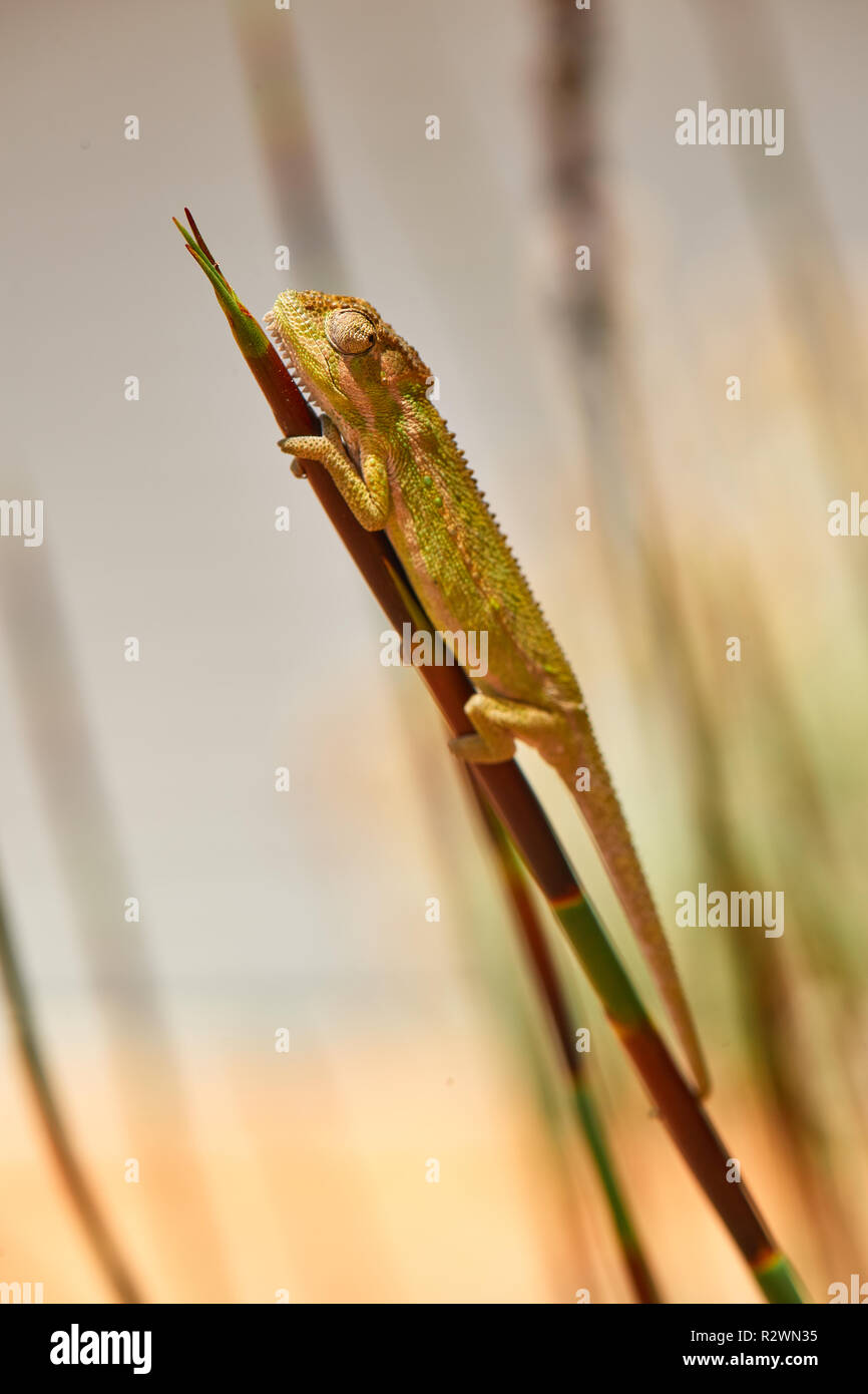 Kap Dwarf Chameleon in Lavendel Stockfoto