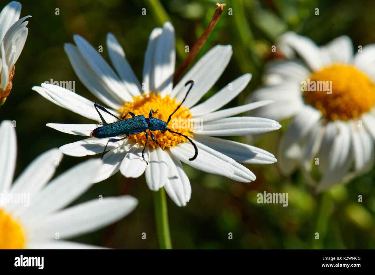 Promeces longipes auf regen Blume Stockfoto