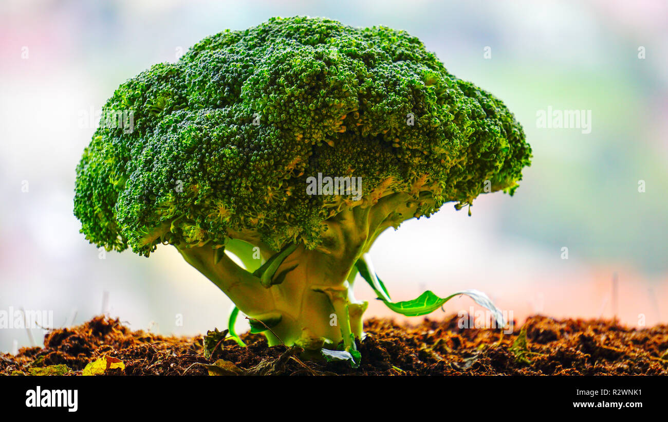 Brokkoli Baum im Feld. Stockfoto