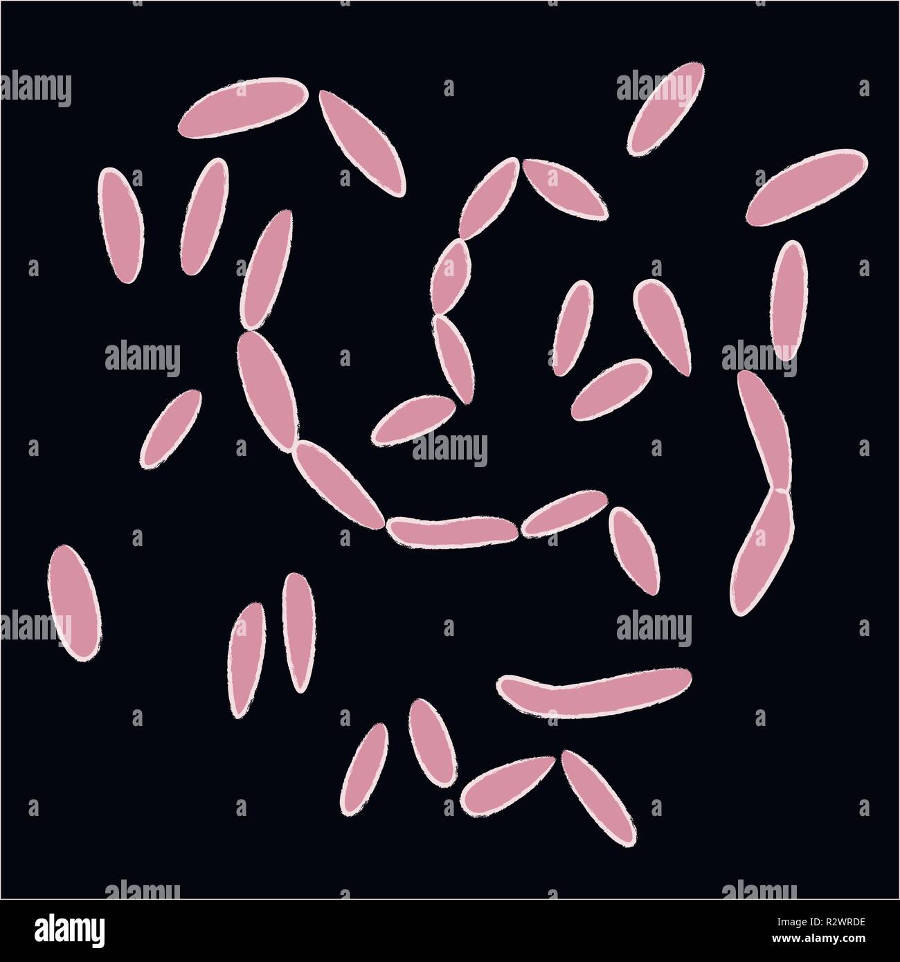 Gruppe von Fusobacteriales auf schwarzem Hintergrund, Vector Illustration Stock Vektor