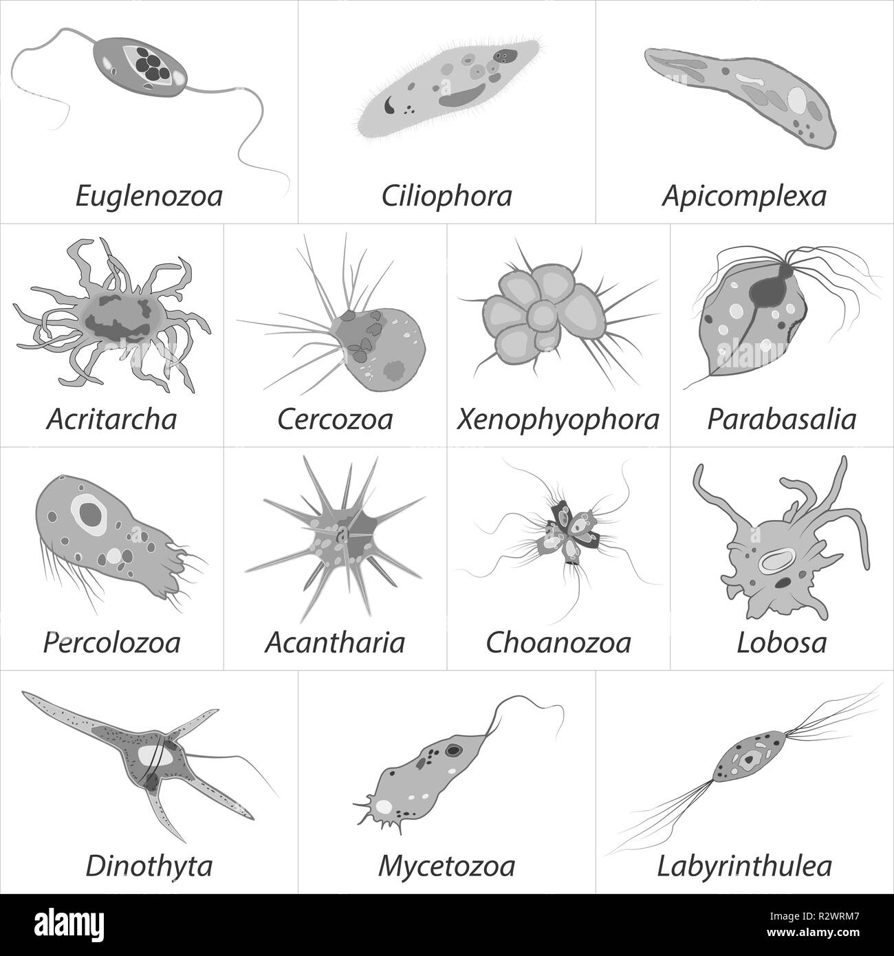 Unterschiedliche einzellige Eukaryonten Protozoas, schwarze und weiße Vector Illustration Stock Vektor