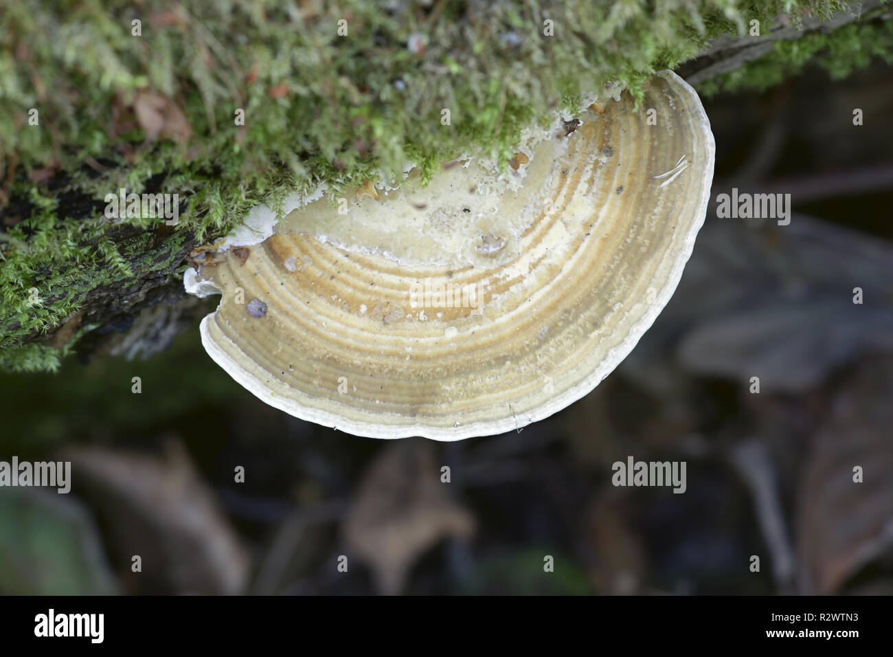 Daedaleopsis Confragosa, allgemein bekannt als die dünnen ummauerte Labyrinth Polypore oder die errötende Halterung Stockfoto