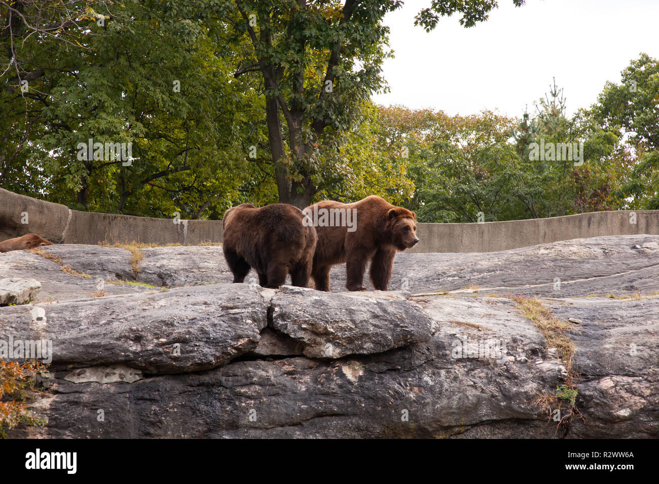 Grizzly Bears im Bronx Zoo, New york, Vereinigte Staaten von Amerika. Stockfoto