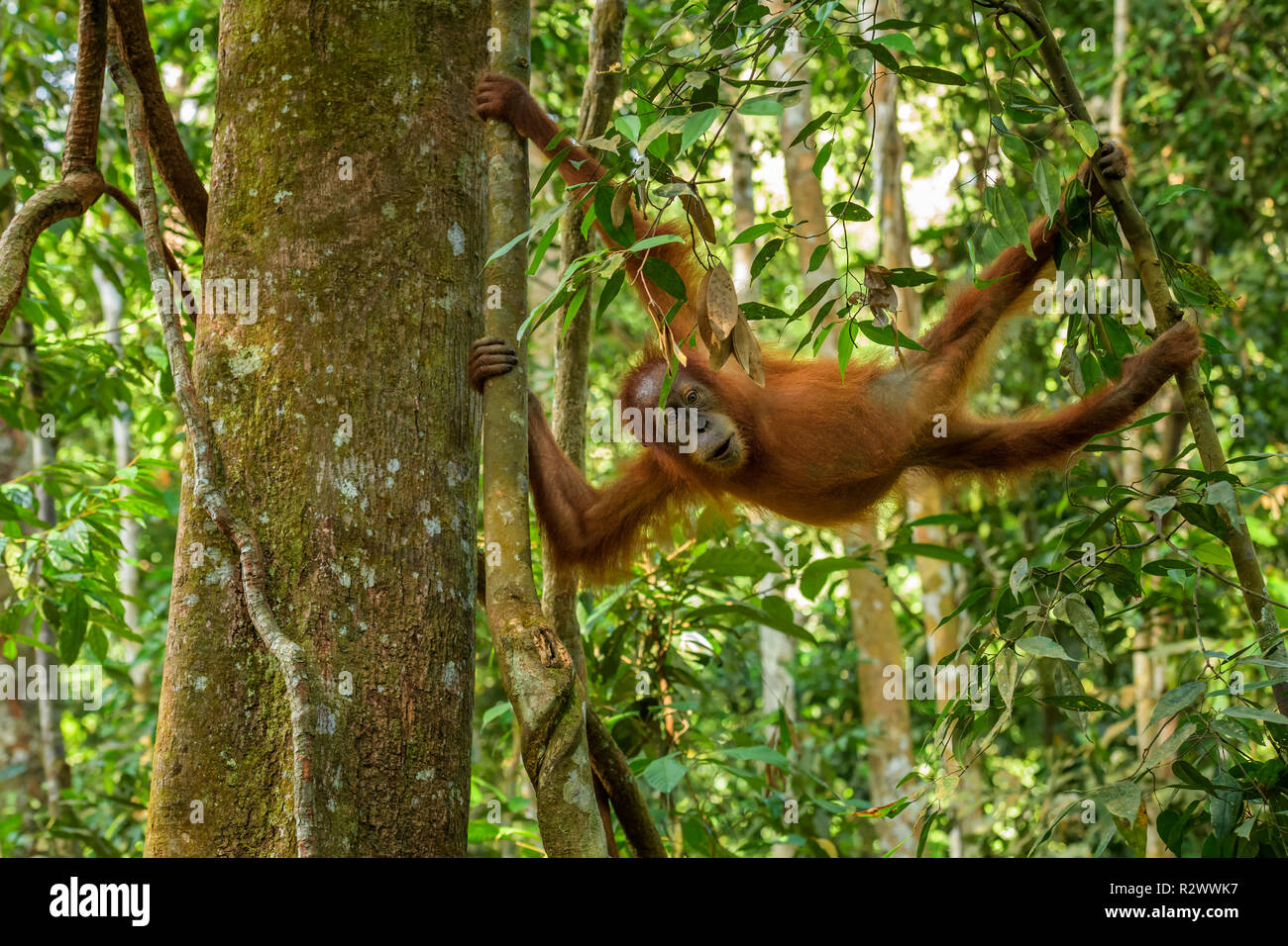 Sumatra Orang-Utan-Pongo abelii, Hominide Primaten Wälder von Sumatra, Indonesien. Stockfoto