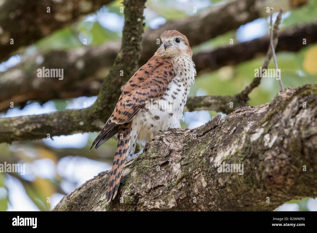 Mauritius turmfalke Falco punctatus thront auf Niederlassung des Baums, Mauritius Stockfoto