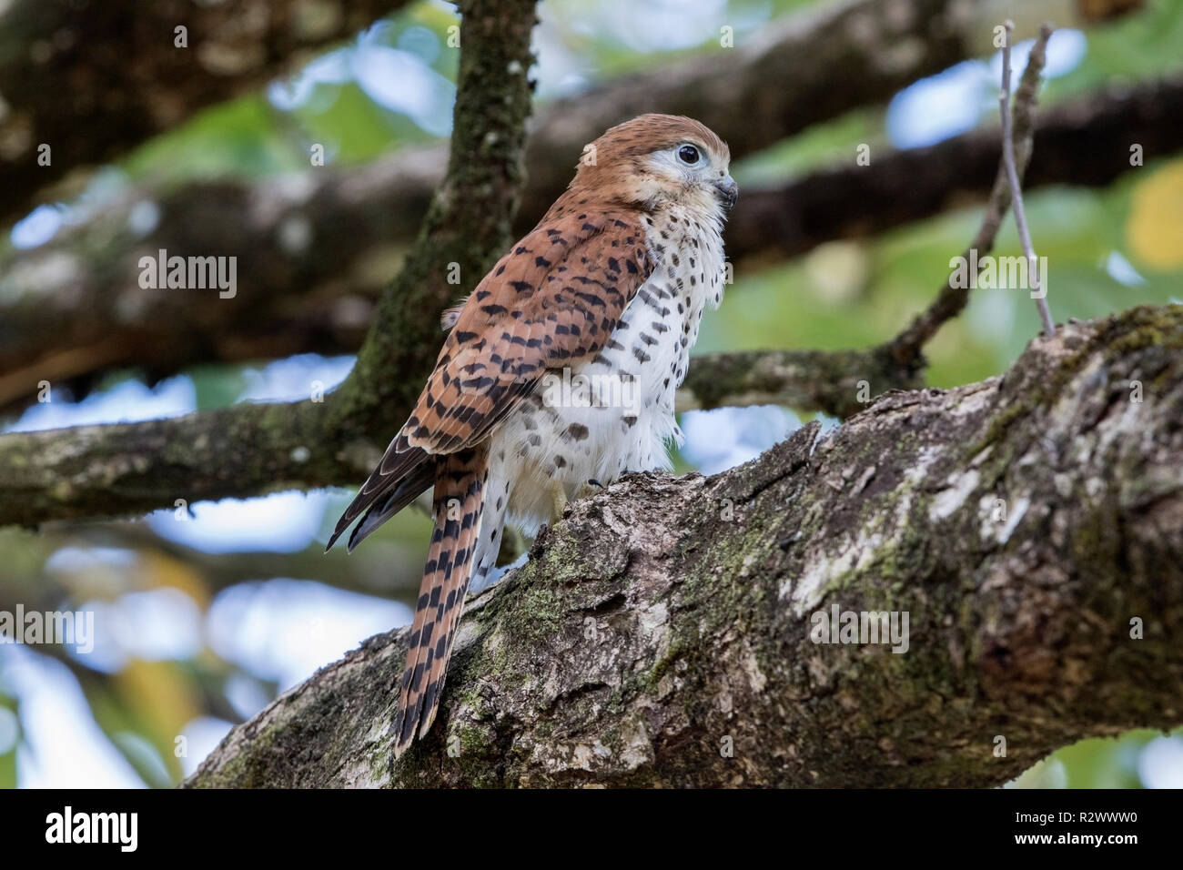 Mauritius turmfalke Falco punctatus thront auf Niederlassung des Baums, Mauritius Stockfoto