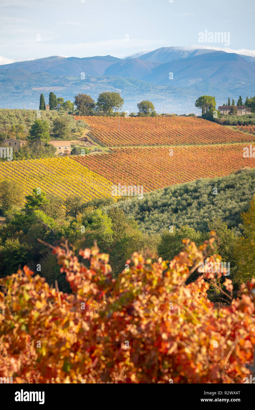 Sagrantino Wein Weinberge im Herbst, Montefalco, Umbrien, Italien Stockfoto