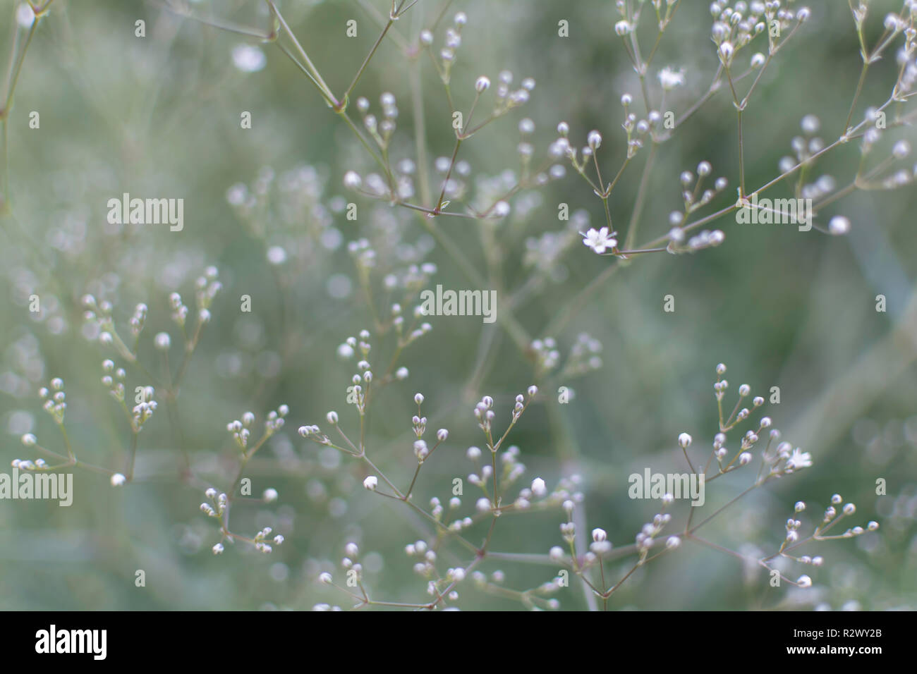 Blurry sanfte Hintergrund mit vielen weißen Baby's Atem (Gypsophila paniculata) Blumen im Garten. Natur Hintergrund mit gemeinsamen Gypsophila. Stockfoto
