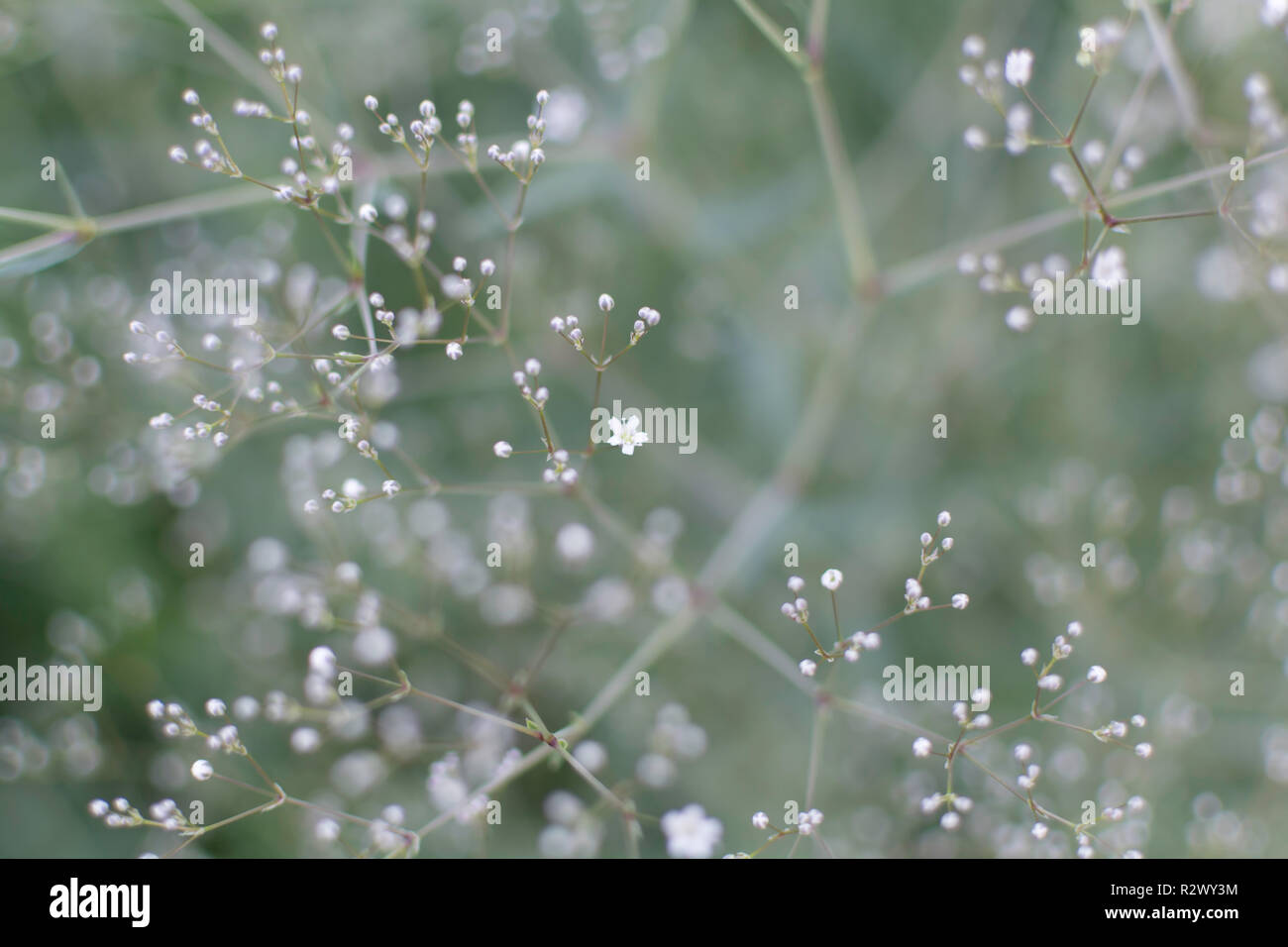 Blurry sanfte Hintergrund mit vielen weißen Baby's Atem (Gypsophila paniculata) Blumen im Garten. Natur Hintergrund mit gemeinsamen Gypsophila. Stockfoto