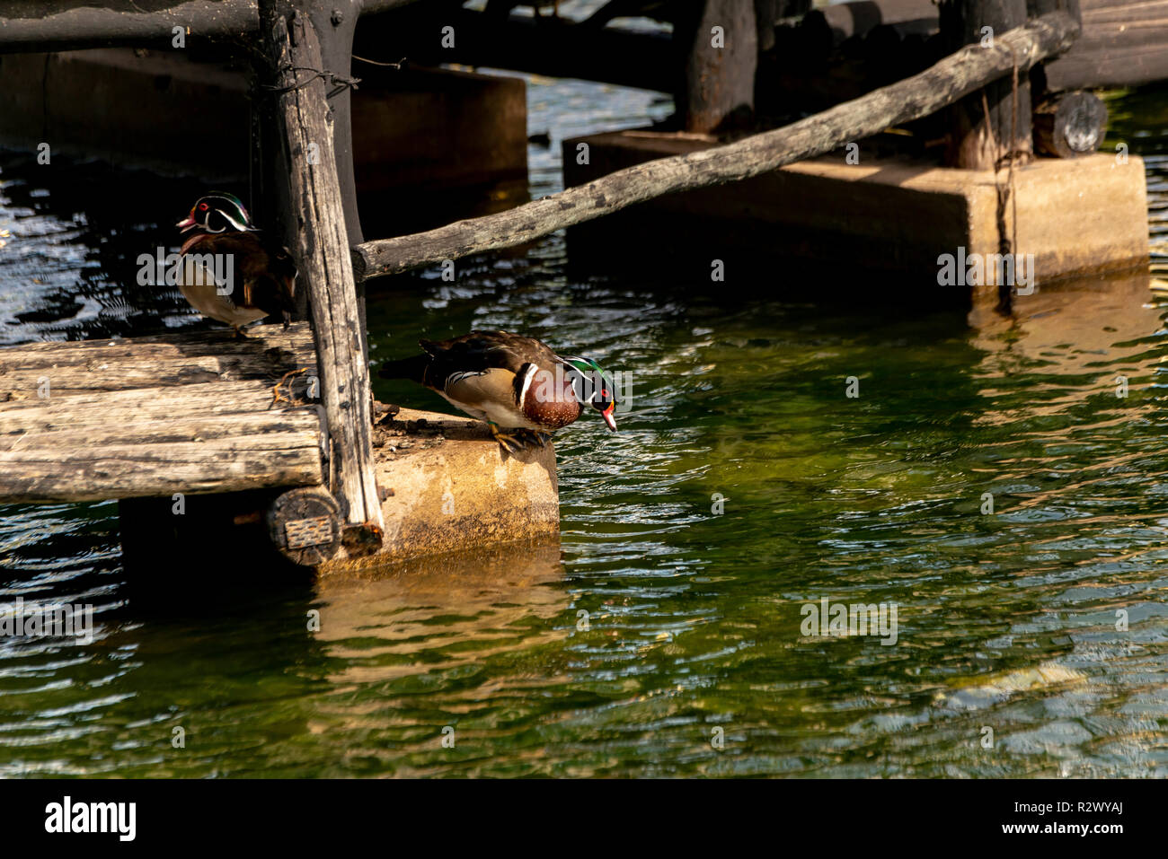 Carolina Duck, Dundee, Eastern Cape, Südafrika Stockfoto