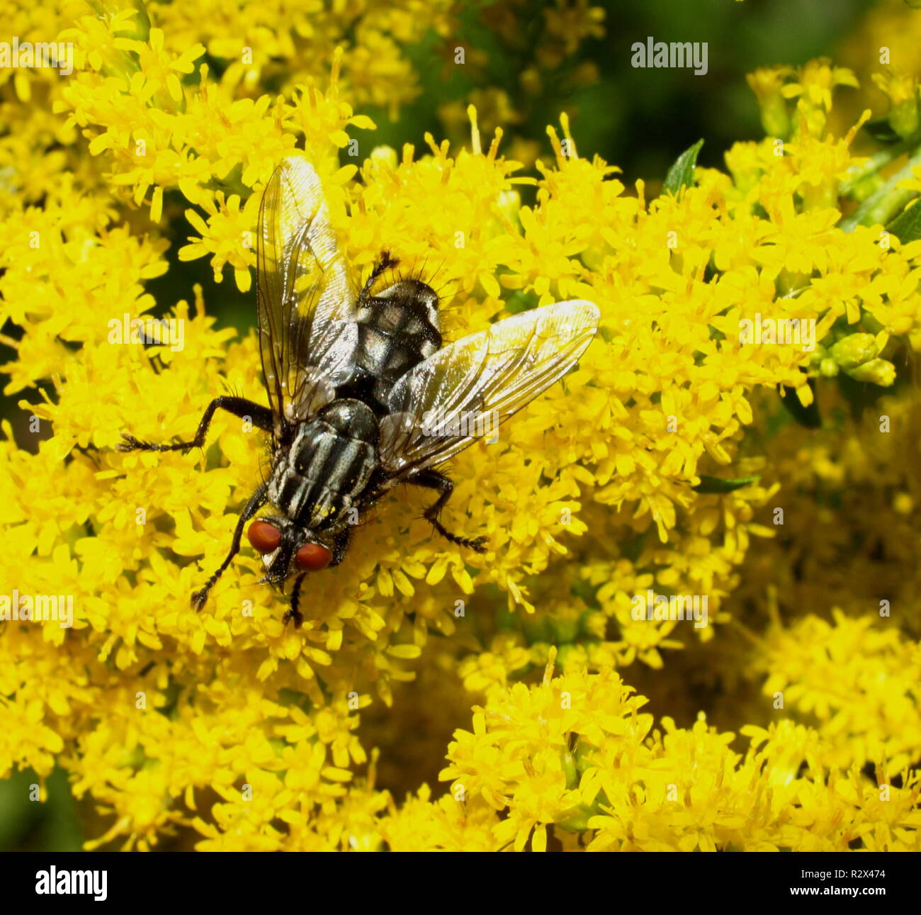 graues Fleisch fliegen Stockfoto