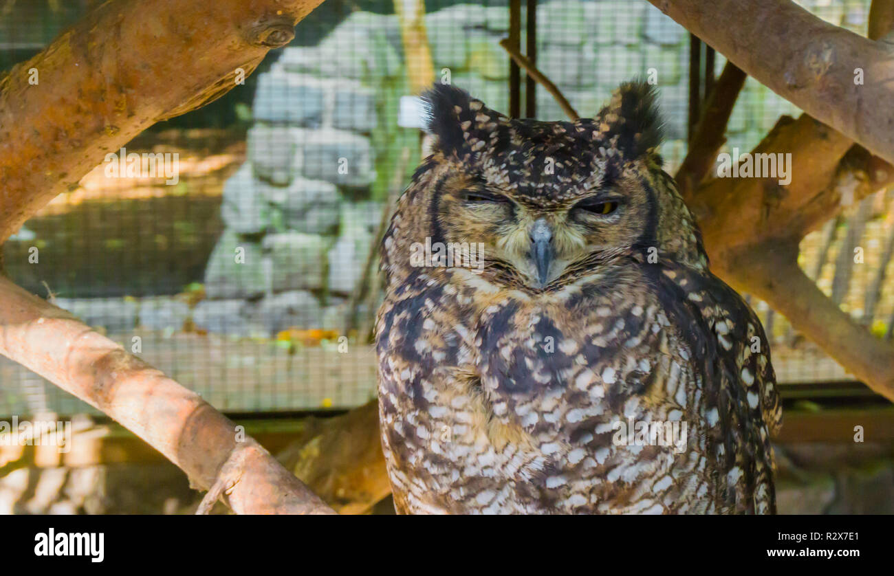 Lustige gefleckte Uhu einen sehr wütend das Gesicht Nahaufnahme wildlife Tier Vogel portrait Stockfoto