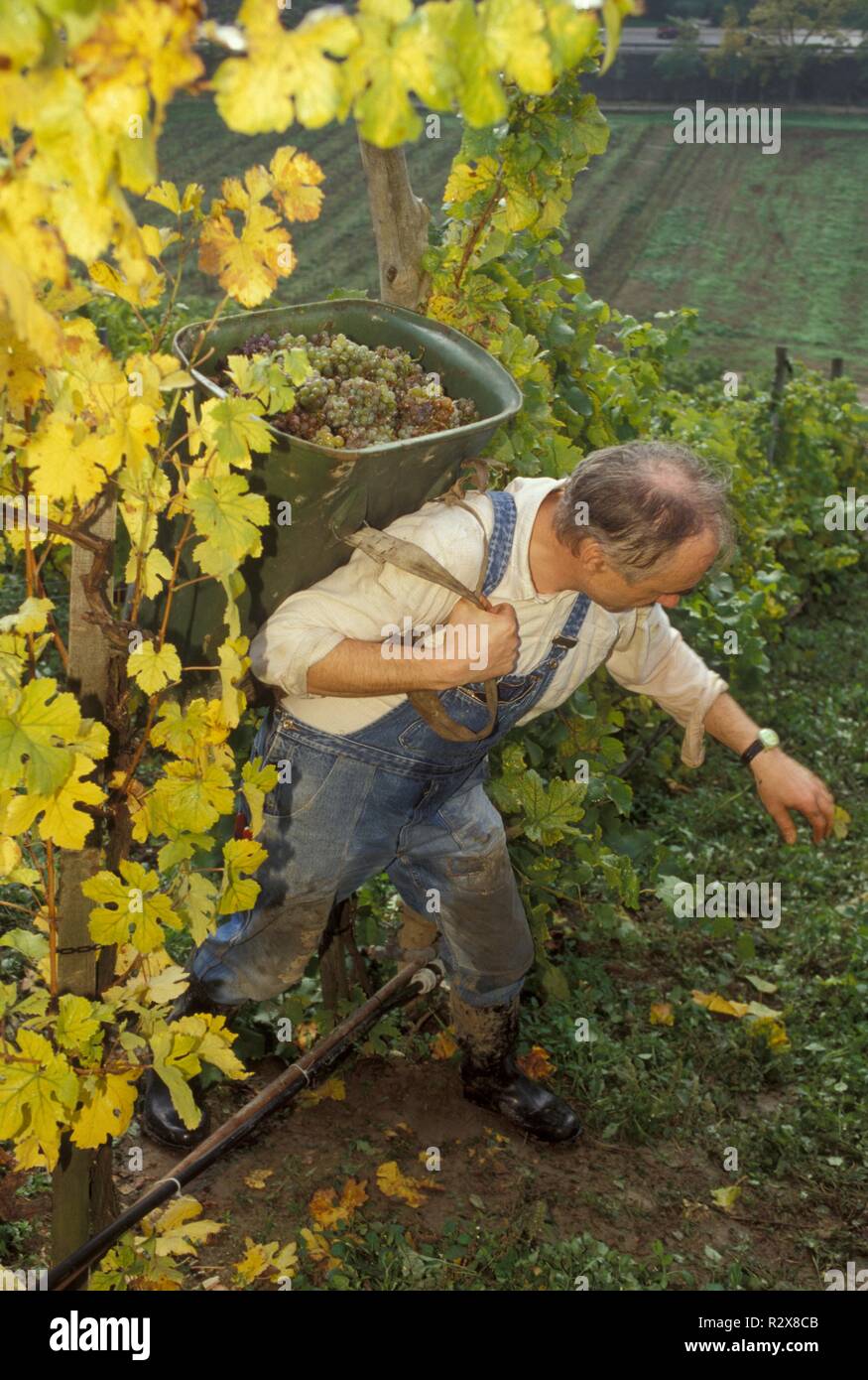 Niederösterreich, Weinviertel, Gebäude Stockfoto