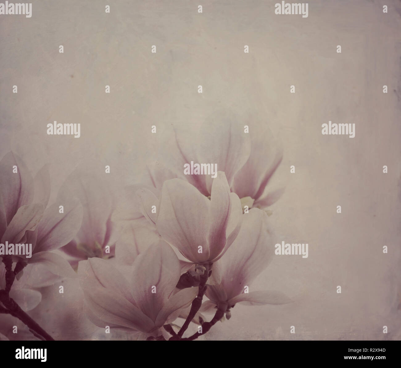 Schöne Magnolia Blumen mit künstlerischen Ölfarbe Leinwand Textur Overlay. Wall Art Hintergrund. Stockfoto