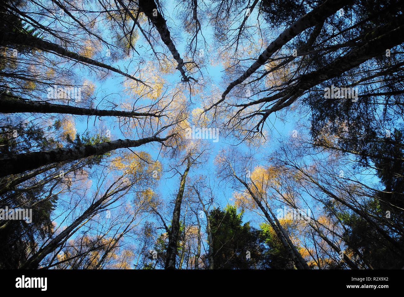 Fischaugenobjektiv Birke Bäume noch mit einige Blätter links. Tipperary, Irland Stockfoto