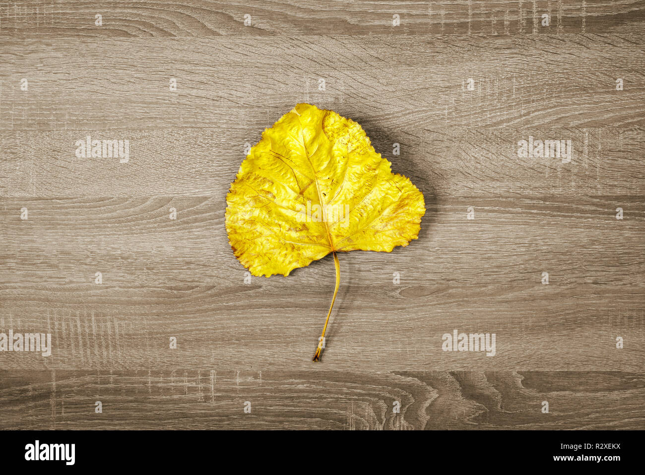 Trockene Blätter gelb auf braun Holz- Textur Hintergrund Stockfoto