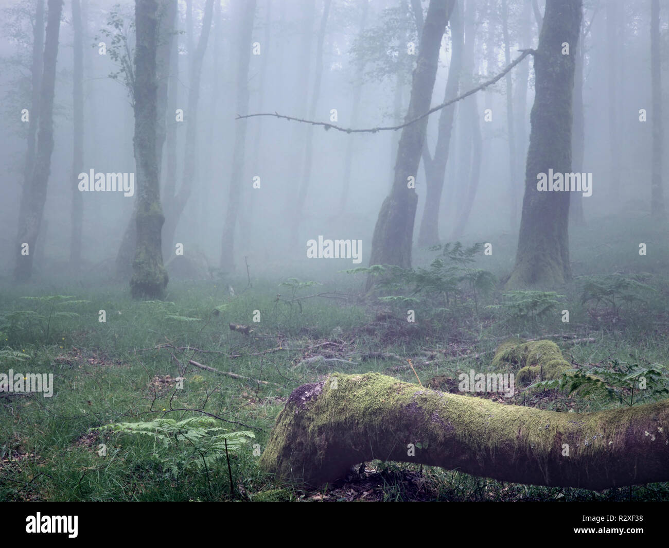Berg nebligen Wäldern aus dem Norden von Portugal. Analog: 120 Diafilm. Stockfoto
