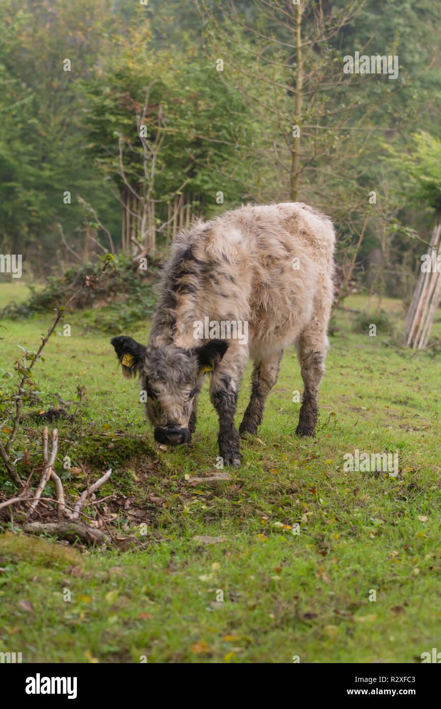 Ein Galloway Rind steht in einem Wald Stockfoto
