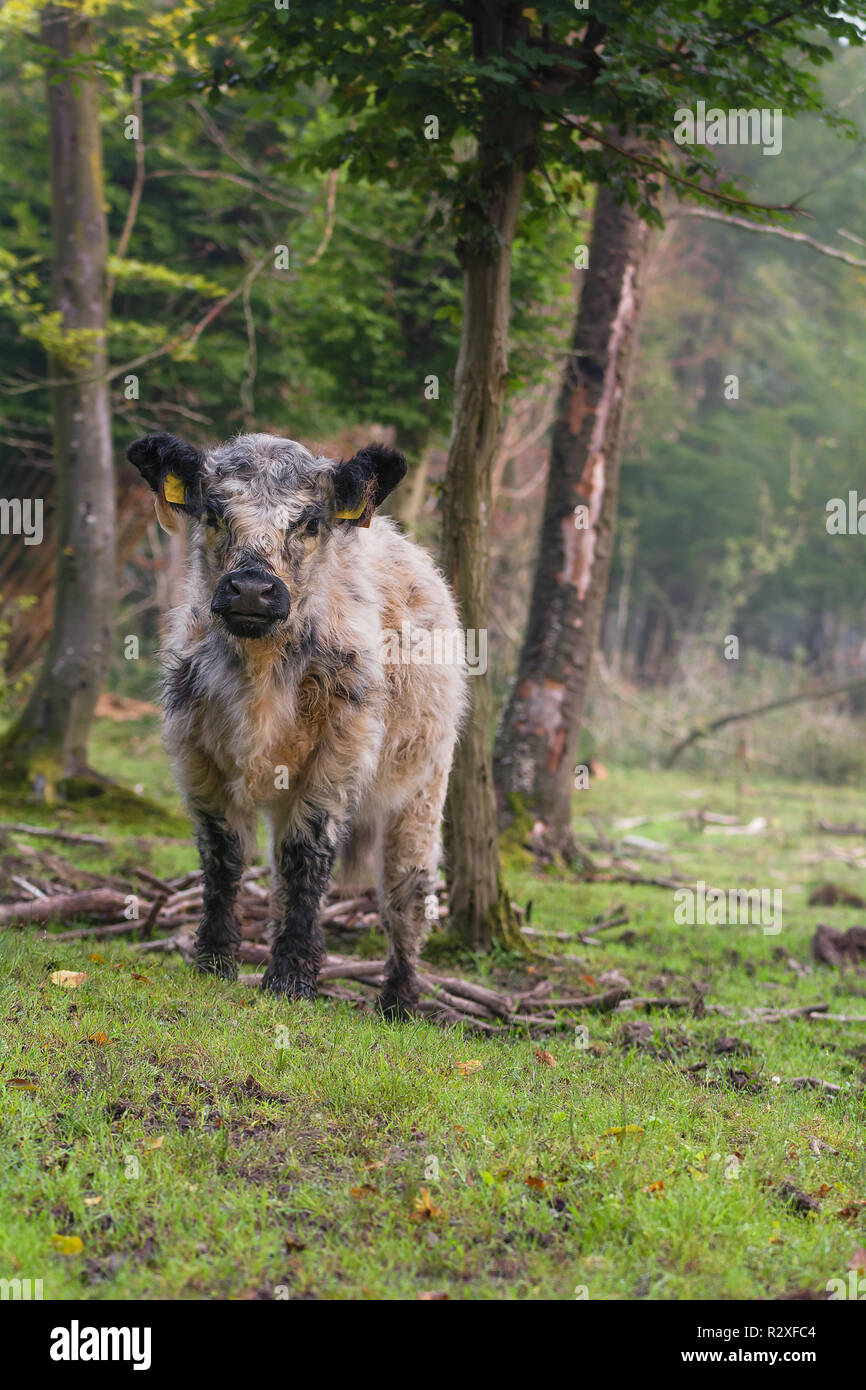 Ein Galloway Rind steht in einem Wald Stockfoto