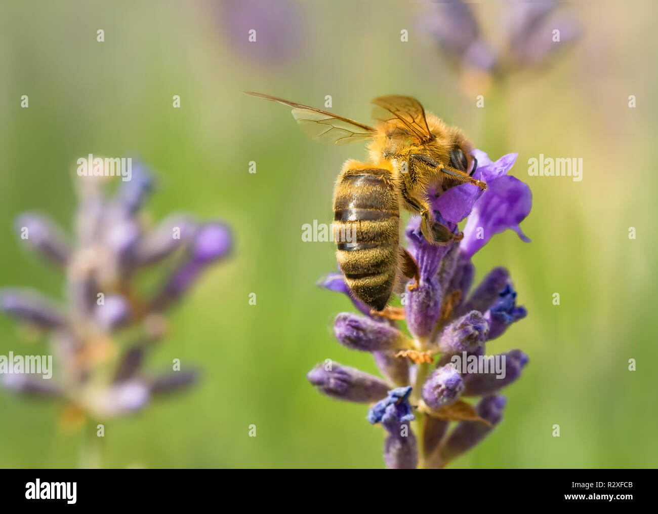 Nahaufnahme einer Biene sitzt auf einem Lavendel Blume Stockfoto