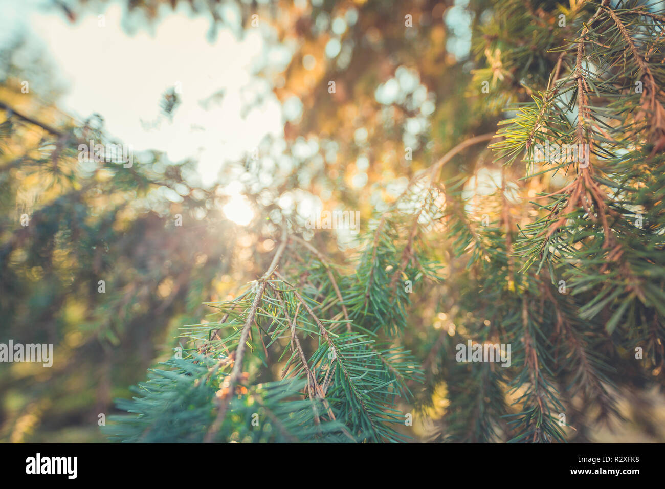 Fichtenzweige im Wald. Abstrakter Kiefernbaum Hintergrund Stockfoto