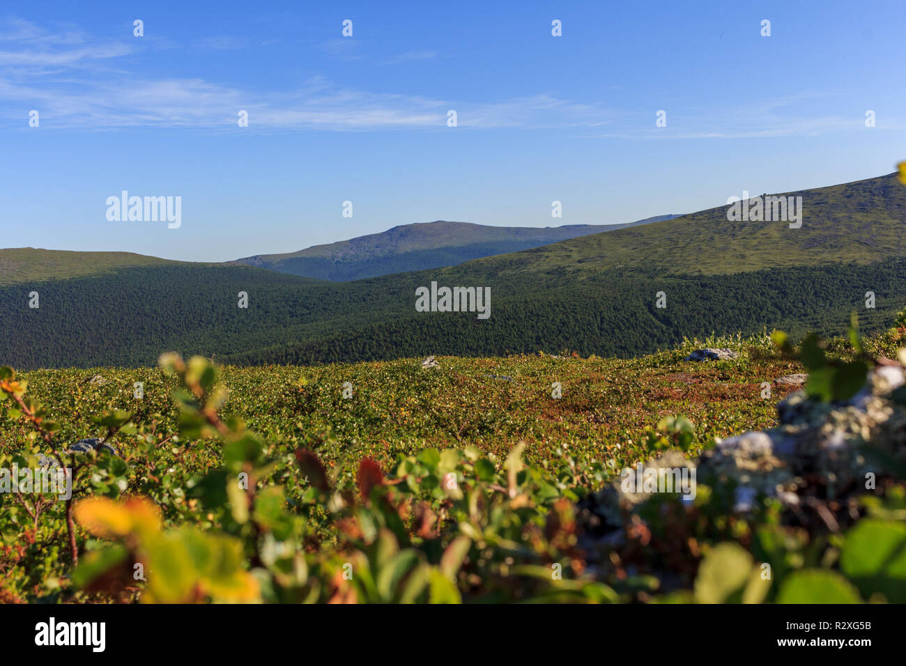 Zwergsträuchern und Rhododendren sind die Grundlage der Taiga. Vegetation der Taiga vor dem Hintergrund des Ural. Pflanzen, Moose und Gräser des nördlichen Ural. Stockfoto