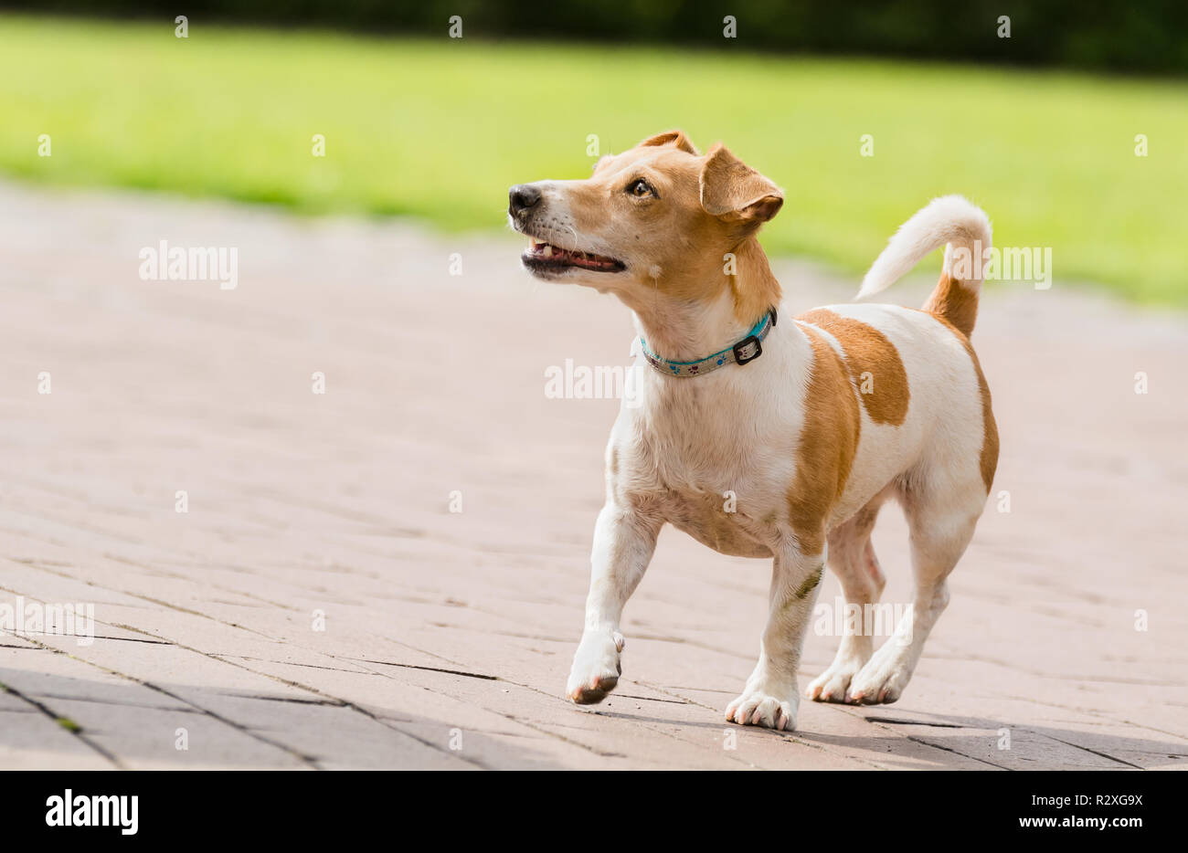 Ein Jack Russel Terrier spielen Stockfotografie Alamy Jack Russel Terrier Stockfotografie Alamy