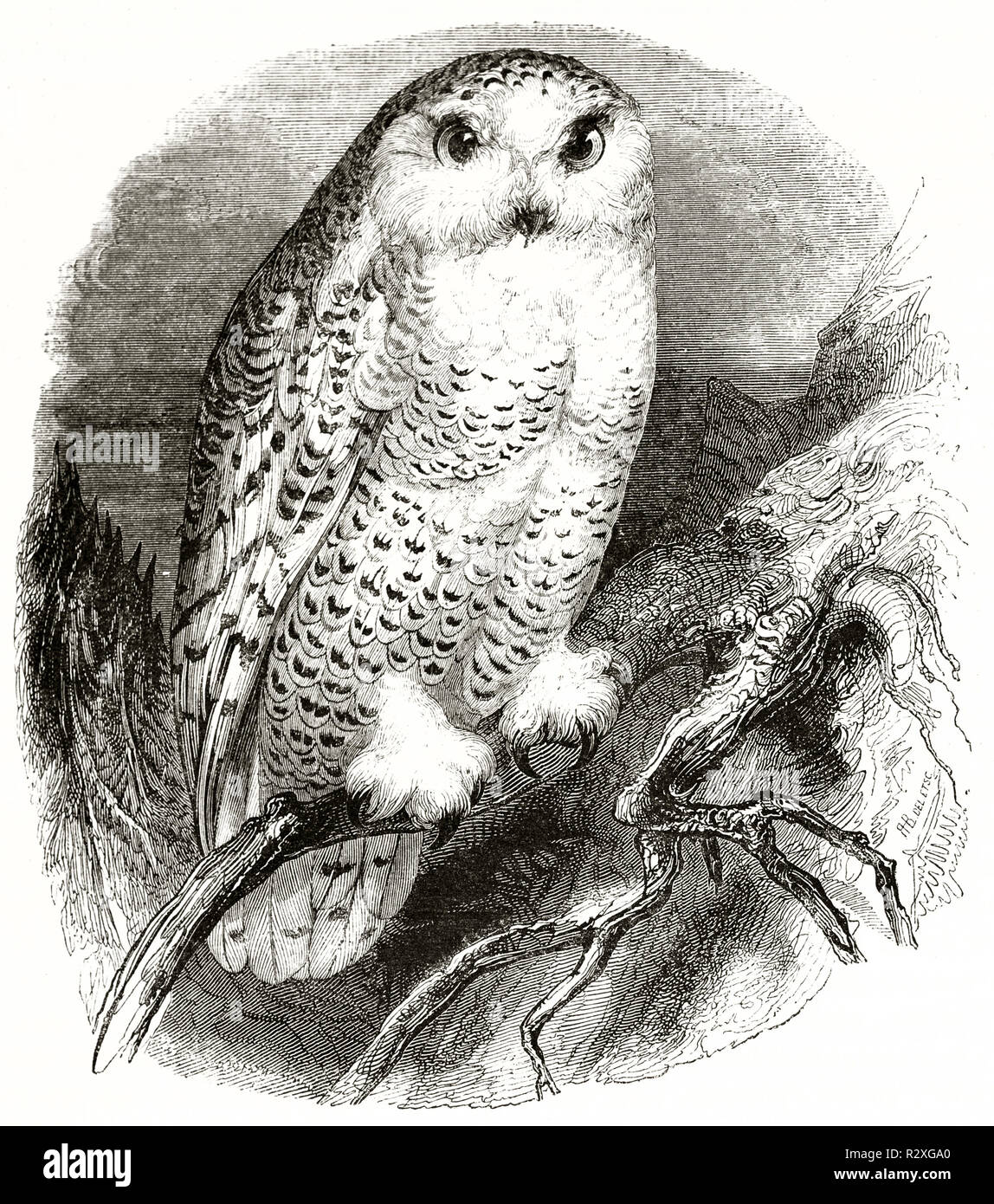 Alte Abbildung: Snowy Owl (Buco scandiacus). Von unbekannter Autor, Hrsg. auf Magasin Pittoresque, Paris, 1846 Stockfoto