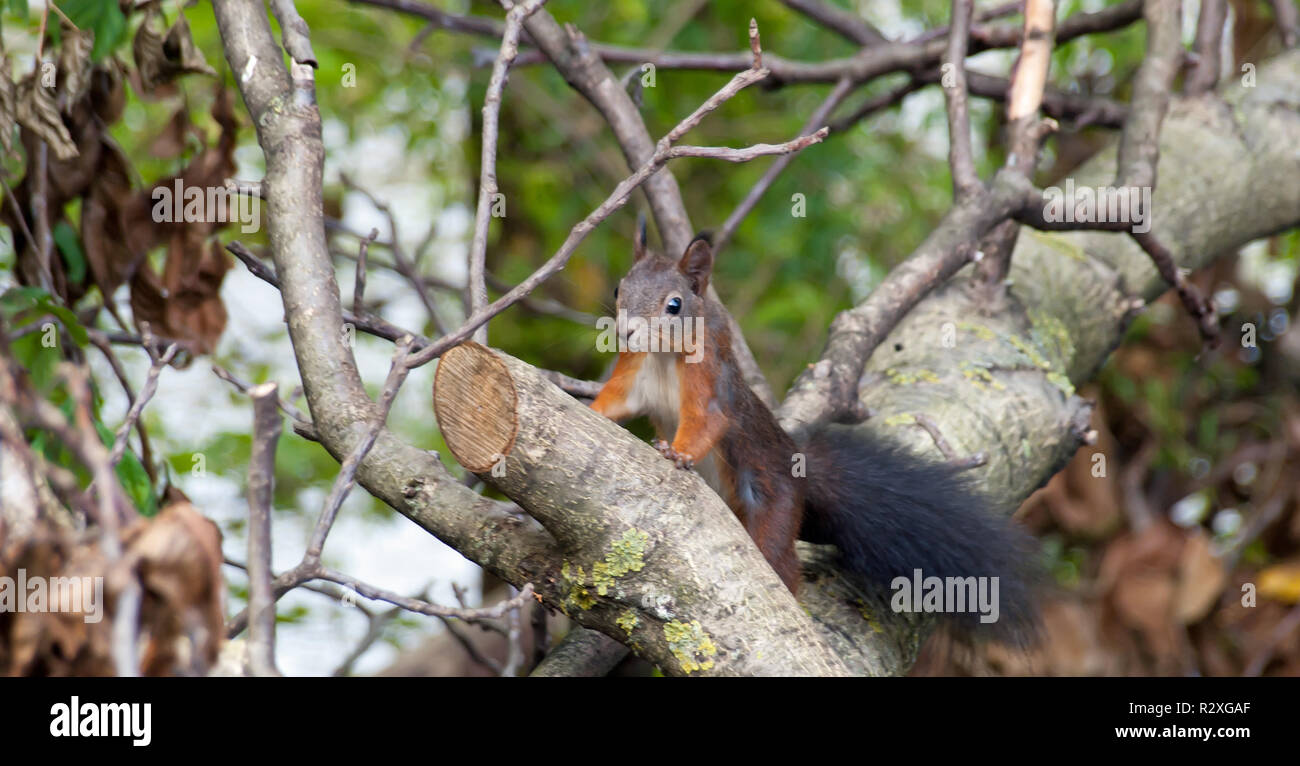 Europäische Eichhörnchen Stockfoto