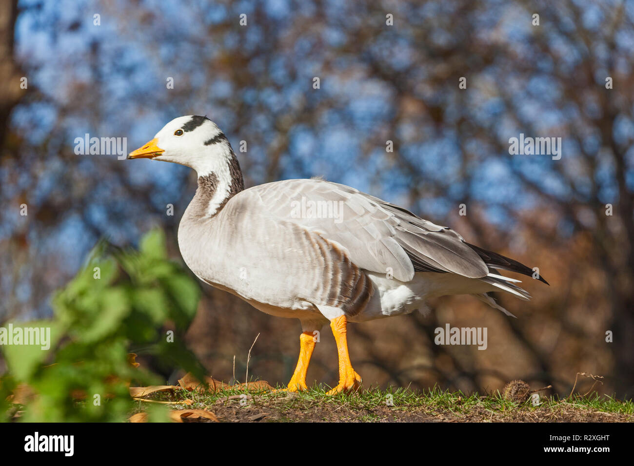 Bar-headed Goose (Anser indicus) Stockfoto