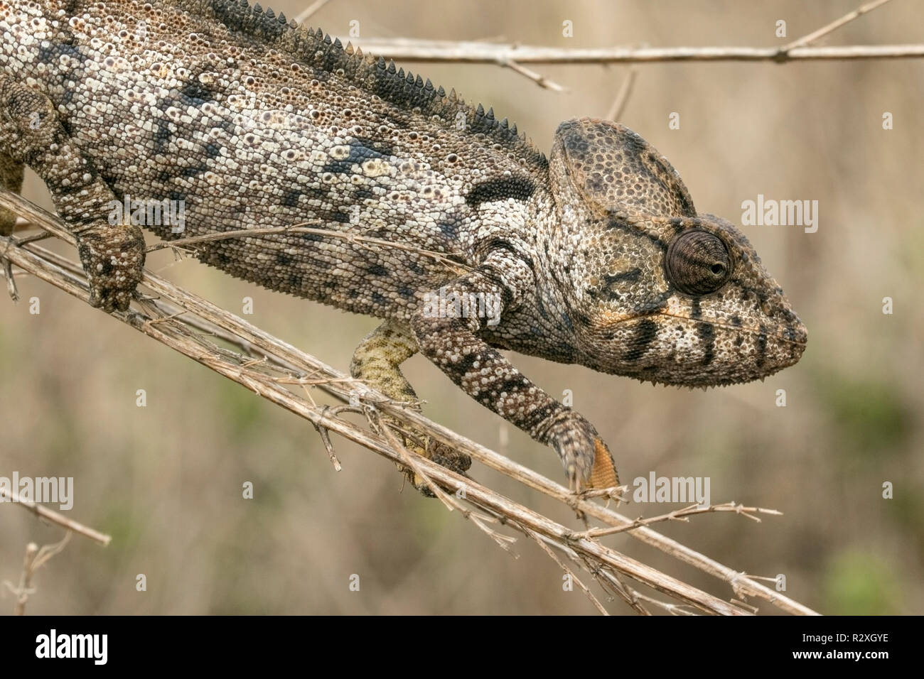 Oustalet's Chamäleon Furcifer oustaleti Wandern auf die Vegetation, die Madagaskar Stockfoto