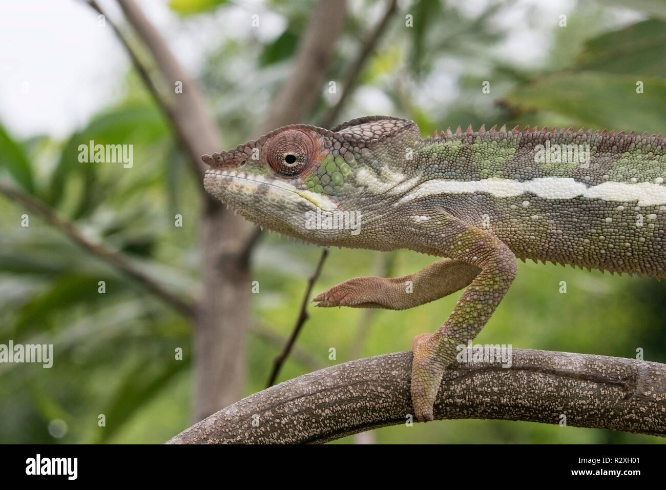 Oustalet's Chamäleon Furcifer oustaleti Wandern auf die Vegetation, die Madagaskar Stockfoto