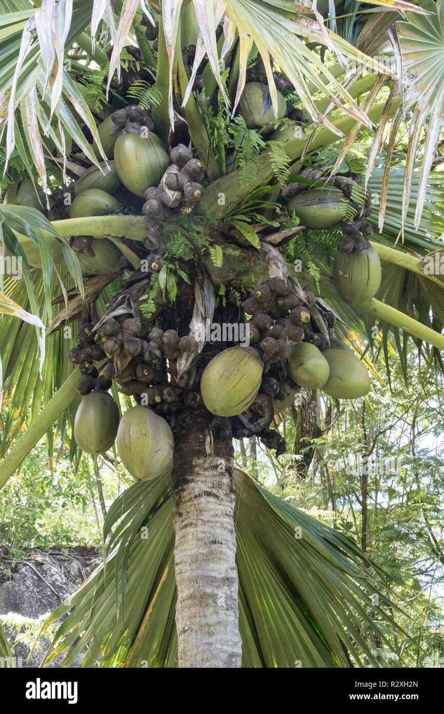 Coco de Mer Lodoicea maldivica zeigt größte Samen und Früchte in der Welt, Mahe, Seychellen Stockfoto