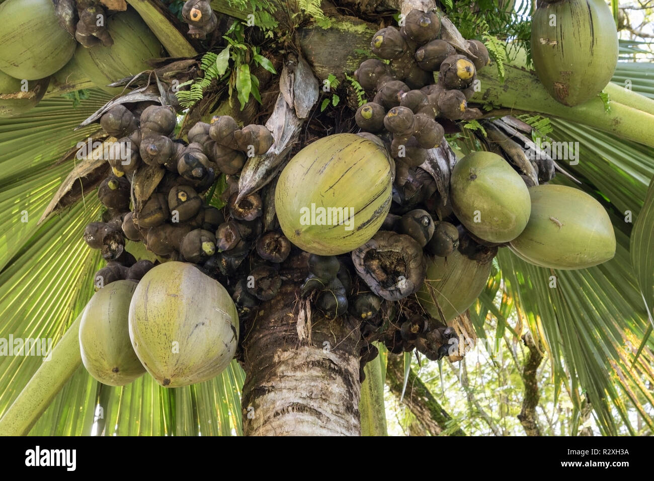 Coco de Mer Lodoicea maldivica zeigt größte Samen und Früchte in der Welt, Mahe, Seychellen Stockfoto