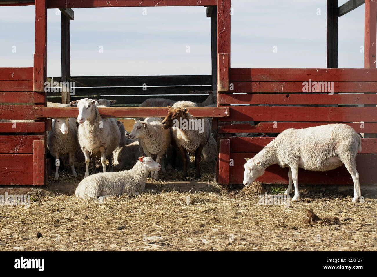 Die Schafzucht, inländischen Viehzucht der Lämmer und Eves Stockfoto