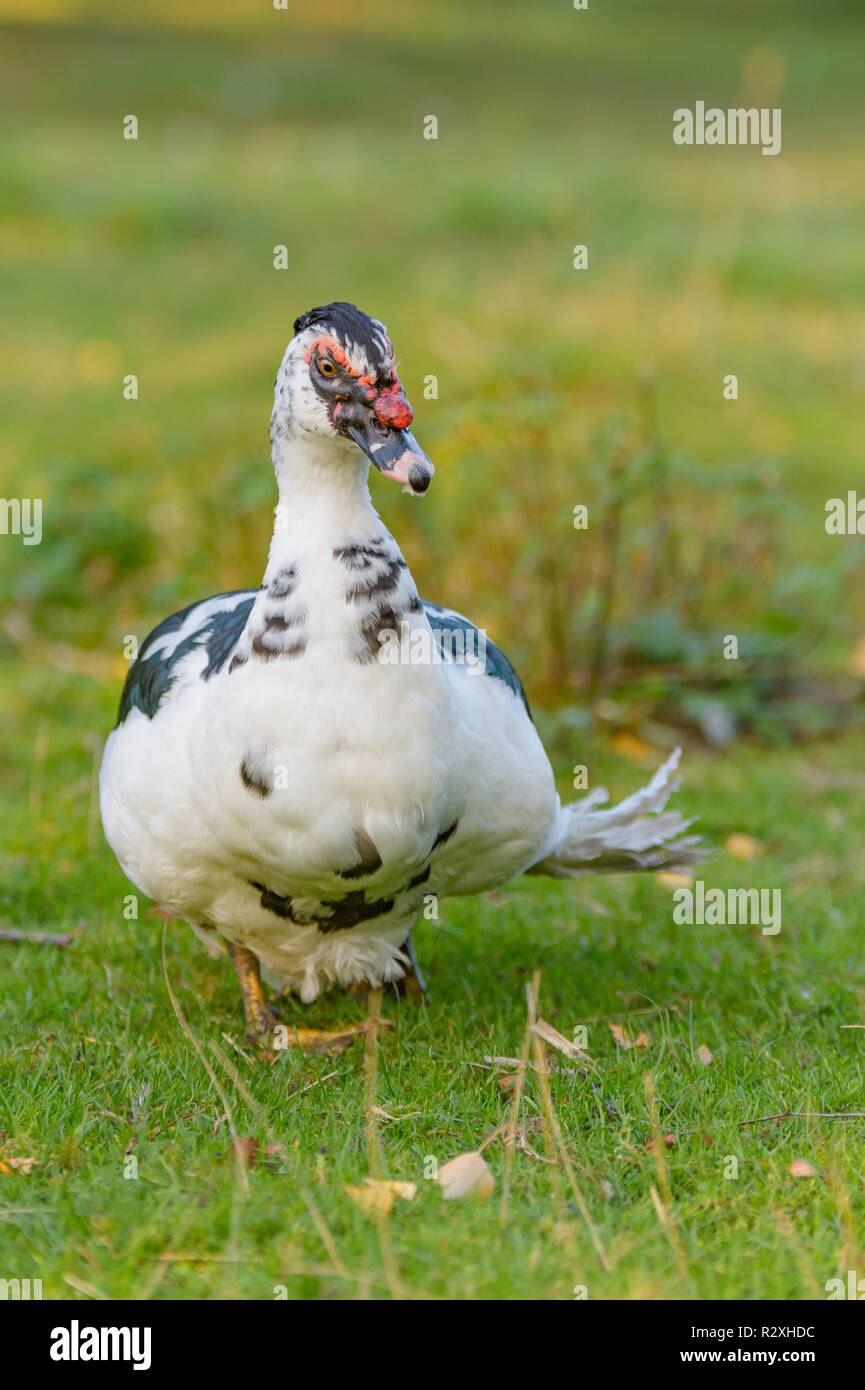 Ein Warzen Ente läuft auf einer Wiese Stockfoto