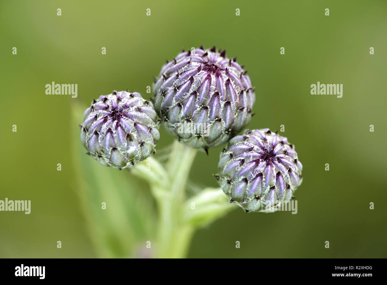 Schleichende Feld thistle Knospen, Cirsium arvense Stockfoto